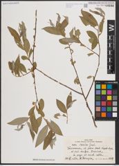 Foto von Salix excelsa S. G. Gmel.